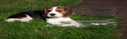 Beagle dogs for sale: Adorable Beagle Puppy - Advert 2