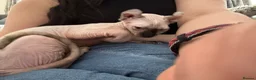 Sphynx cats for sale: 4 Months Old Elf Sphynx Kitten Looking for Homes - Advert 4