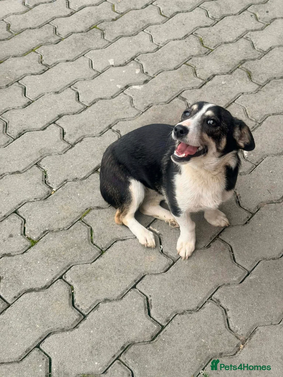 Mixed Breed dogs for adoption: Lilly - In Ayr looking for a home  - Advert 2