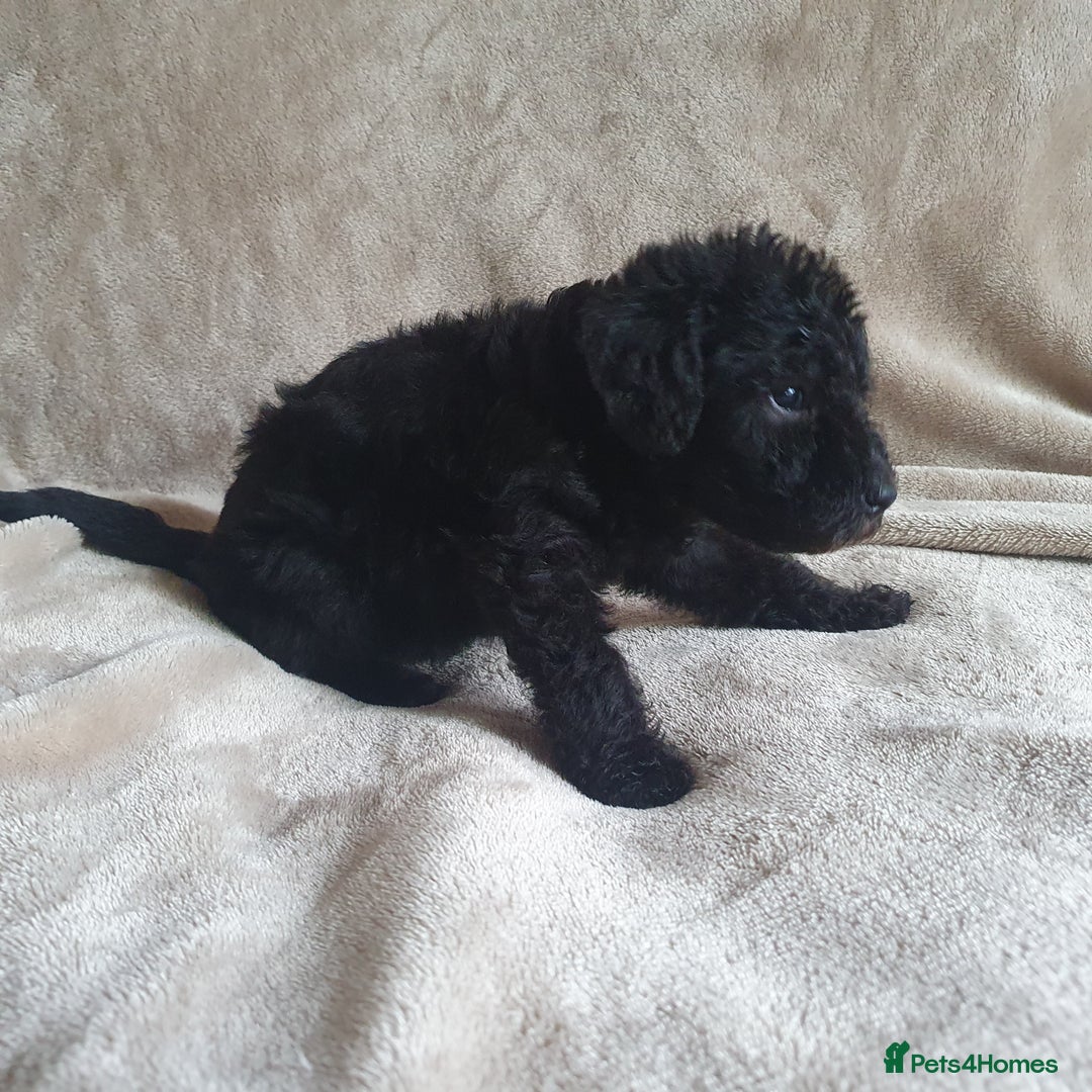 Bedlington Terrier dogs for sale: BEDLINGTON TERRIER PUPS - Image 2