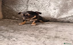 Chihuahua dogs for sale: Exquisite Chihuahua puppies ready now  - Image 4