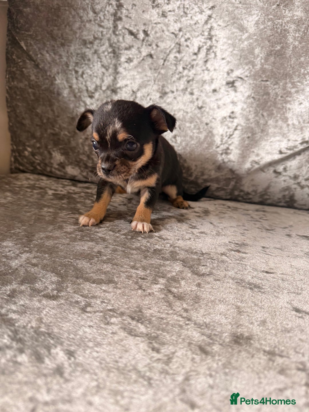 Chihuahua dogs for sale: Exquisite Chihuahua puppies ready now  - Image 4