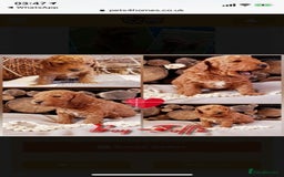 Miniature Poodle dogs for stud: Extensively Health Tested Deep Red Mini Poodle in Mansfield - Image 38