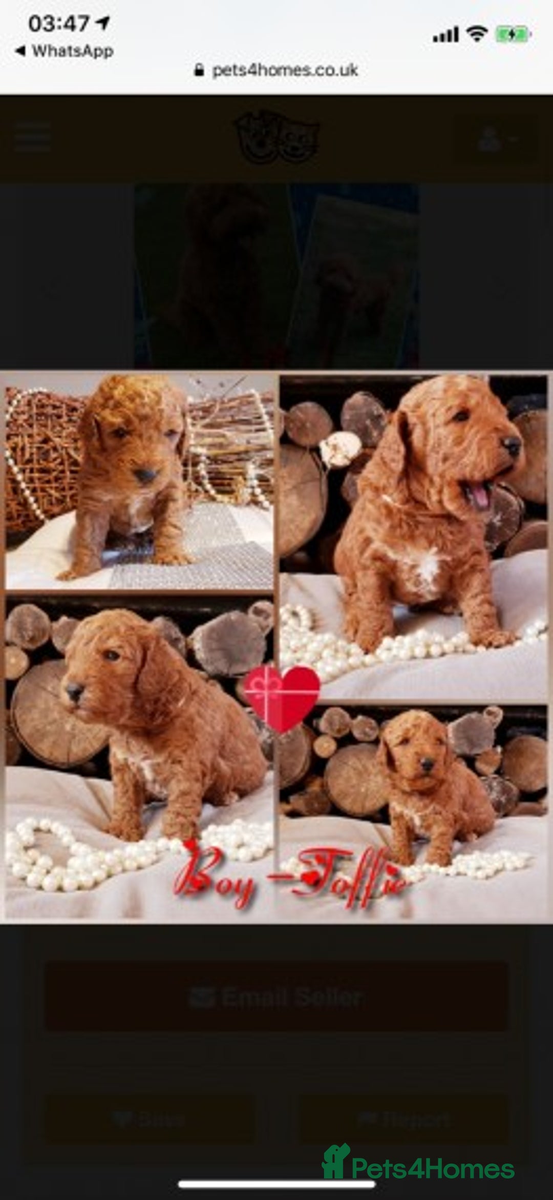 Miniature Poodle dogs for stud: Extensively Health Tested Deep Red Mini Poodle in Mansfield - Image 38