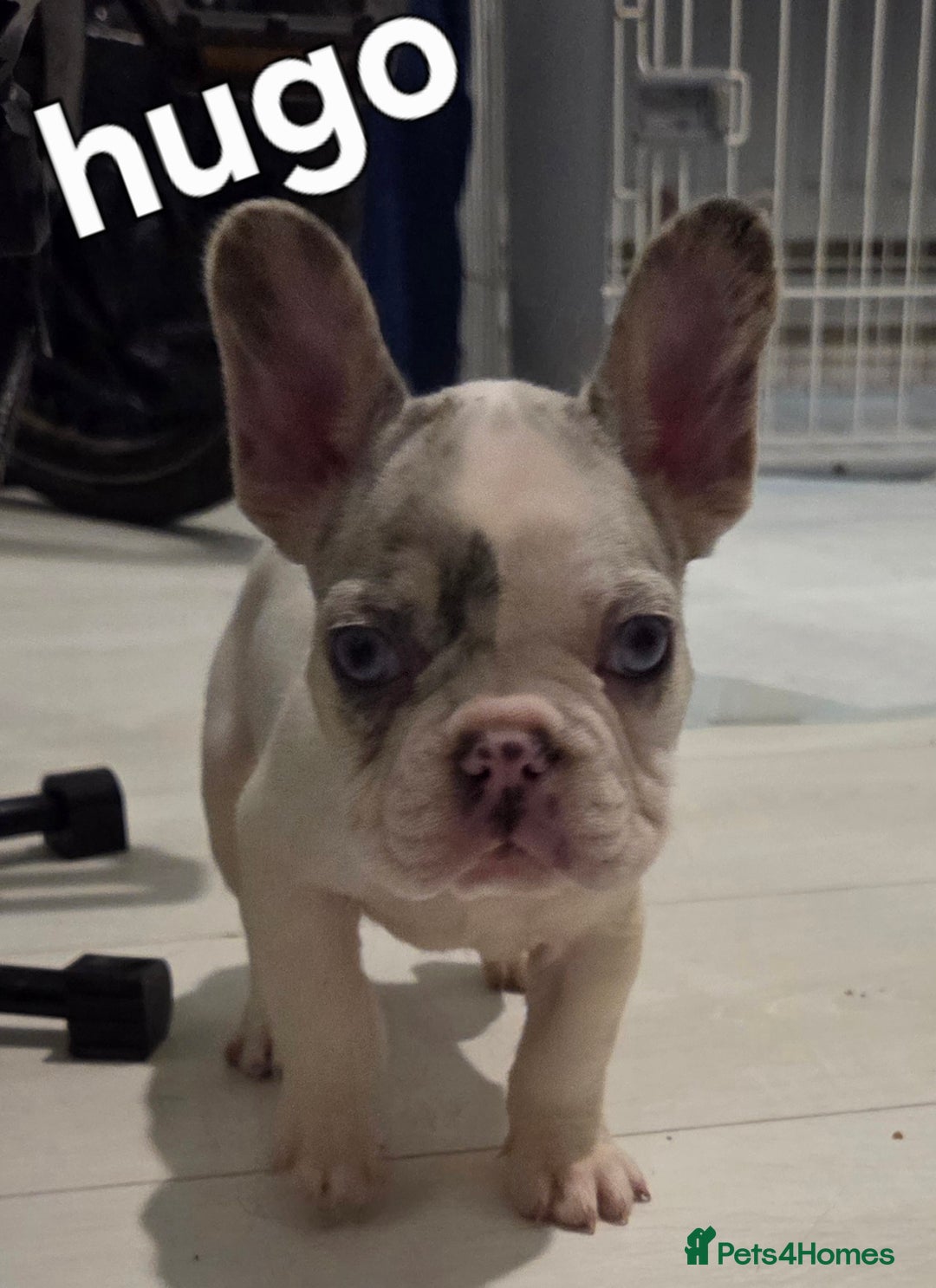 French Bulldog dogs for sale: Kc registered French bulldog puppys  - Advert 3