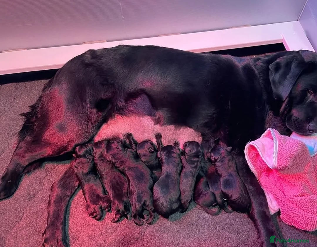 Labrador Retriever dogs for sale: Labrador puppies in Waterlooville - Advert 2