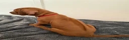 Rhodesian Ridgeback dogs for sale: Rhodesian Ridgeback puppies in Walsall - Advert 15