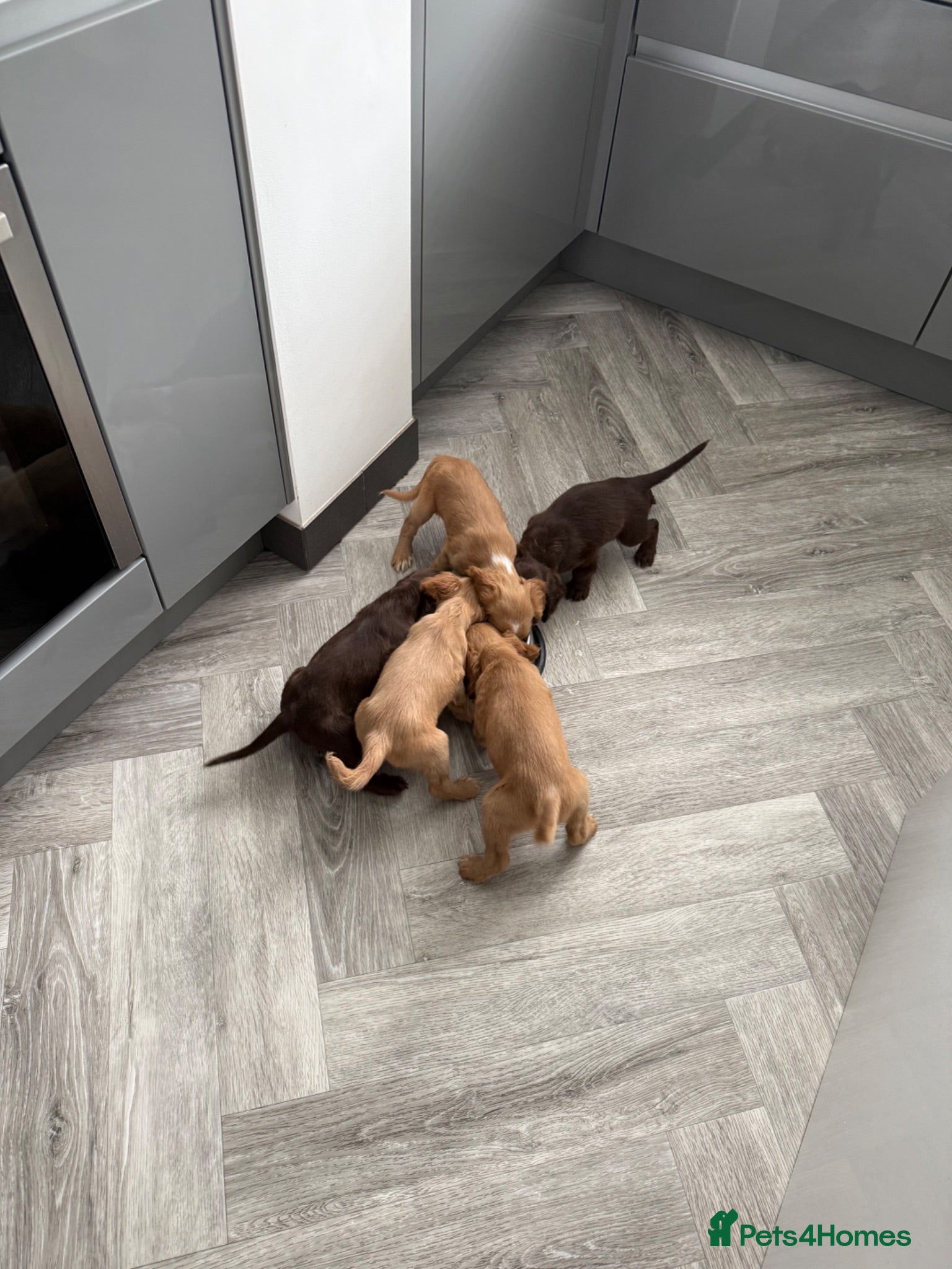 Cocker Spaniel dogs Cocker Spaniel Puppies  - Advert 1