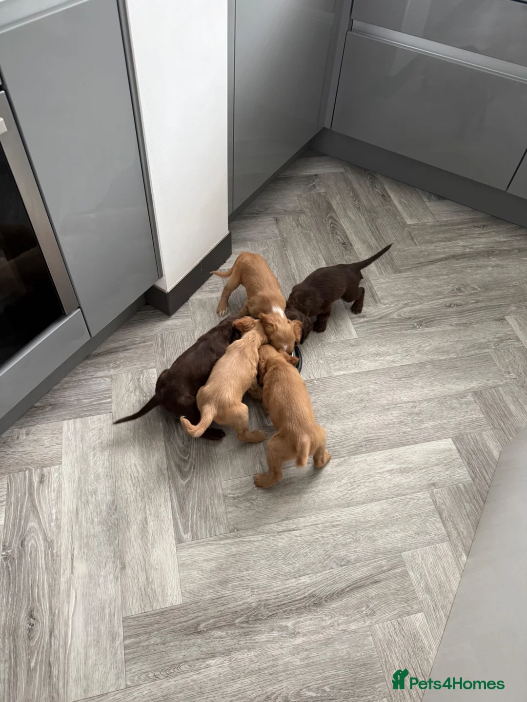 Cocker Spaniel dogs for sale: Cocker Spaniel Puppies  - Advert 23
