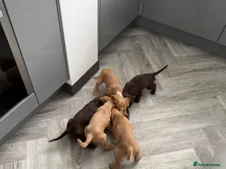 Cocker Spaniel dogs Cocker Spaniel Puppies - Advert 13