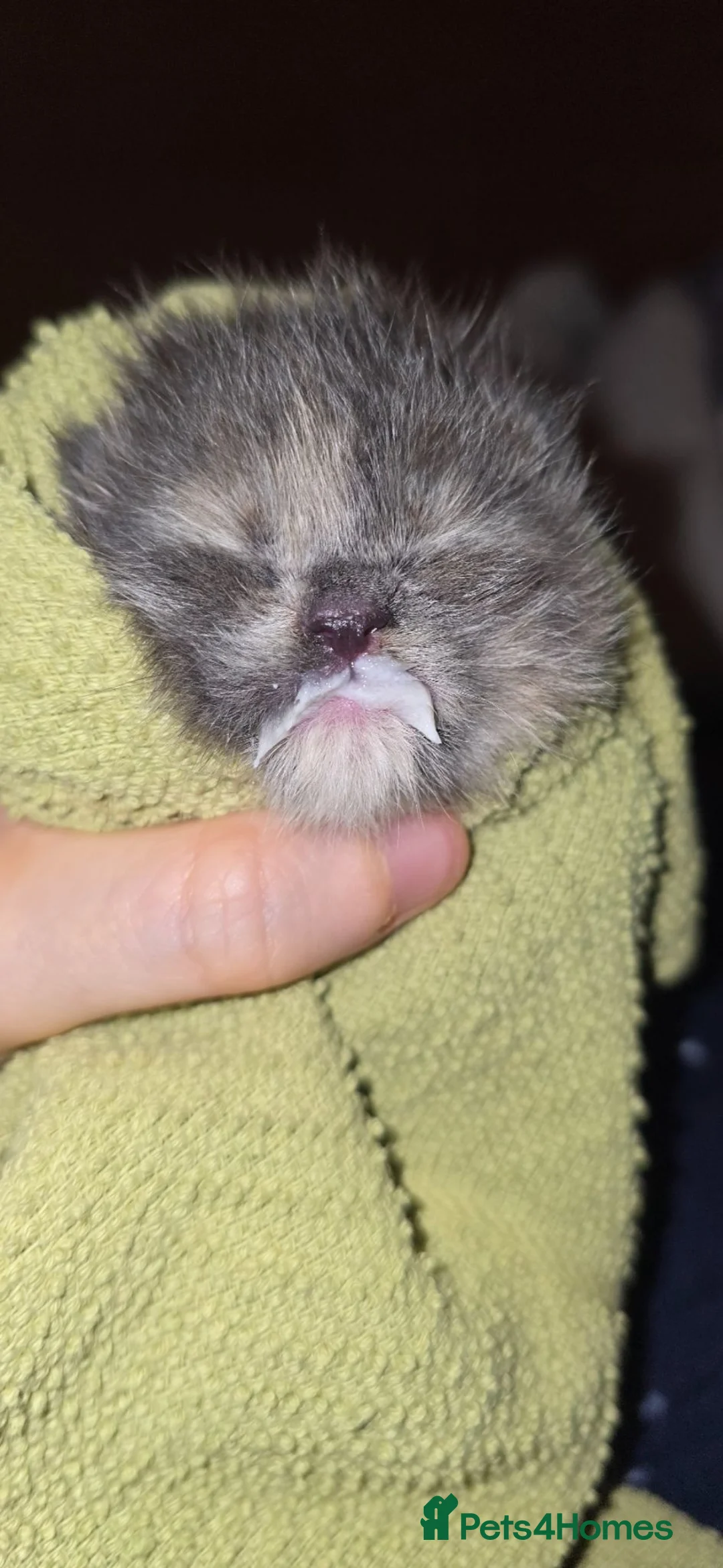Maine Coon cats for sale: Beautiful maine coon kitten - Advert 1