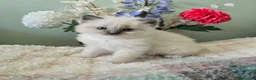 Ragdoll cats for sale: Registered Ragdoll Kittens for Sale - Advert 20