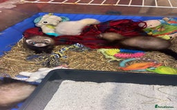 Ferret rodents for sale: Ferrets for sale  - Image 4
