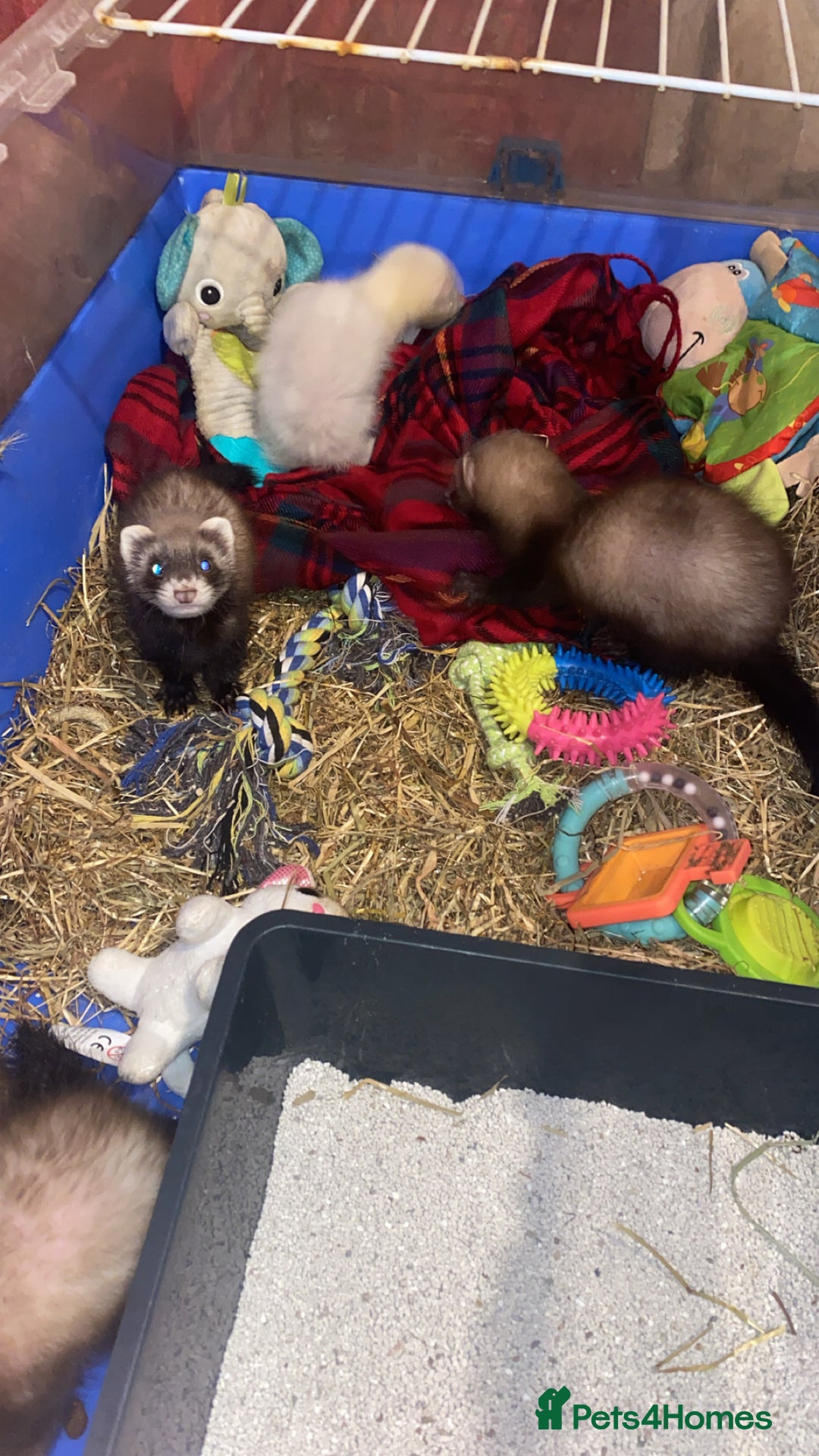 Ferret rodents for sale: Ferrets for sale  - Image 4
