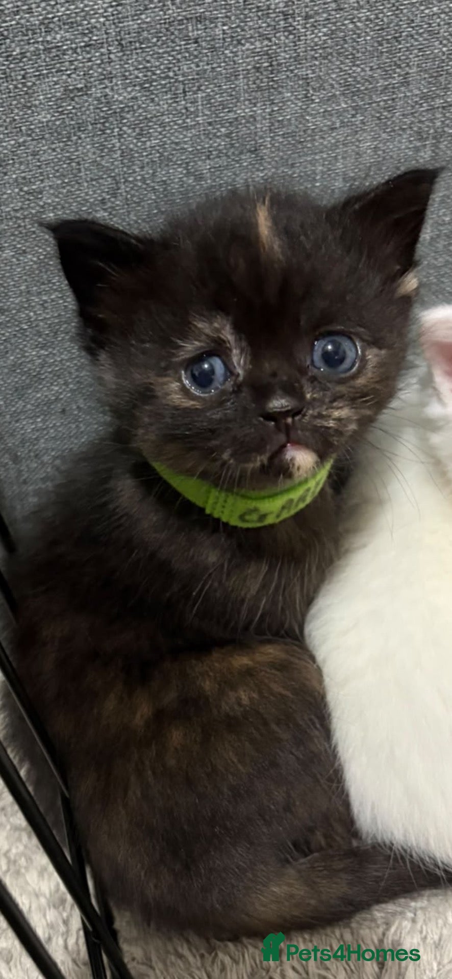 Mixed Breed cats Gareth - Advert 2