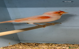 Canaries birds for sale: Red dimorphic canaries  - Image 2