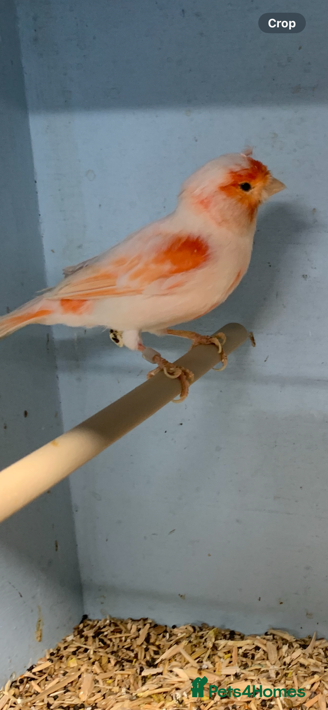 Canaries birds for sale: Red dimorphic canaries  - Image 2