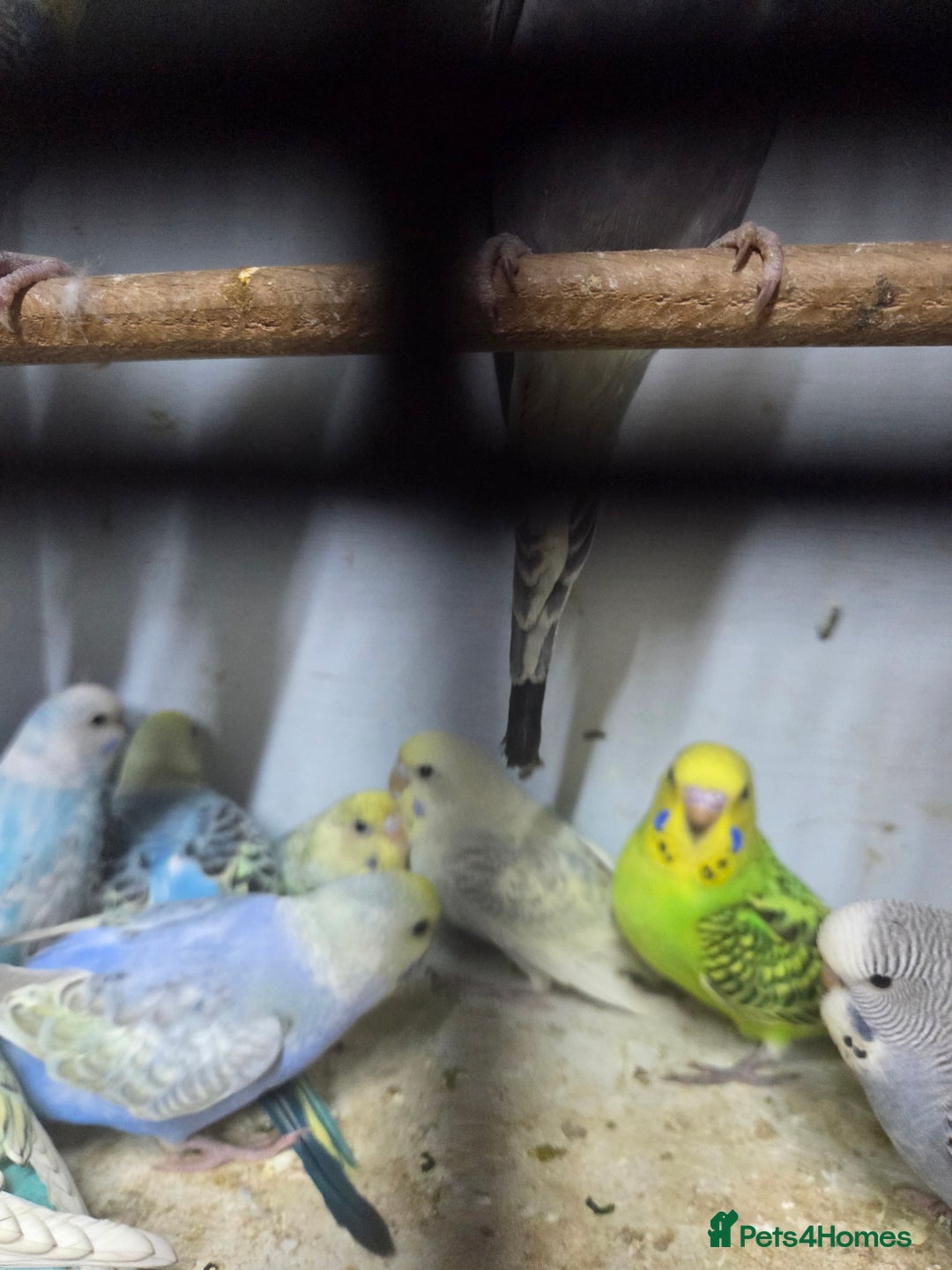 Budgerigars birds for sale:  budgies for sale - Advert 19