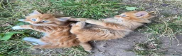 Mixed Breed cats for sale: Kittens Looking for Loving Homes - Advert 23