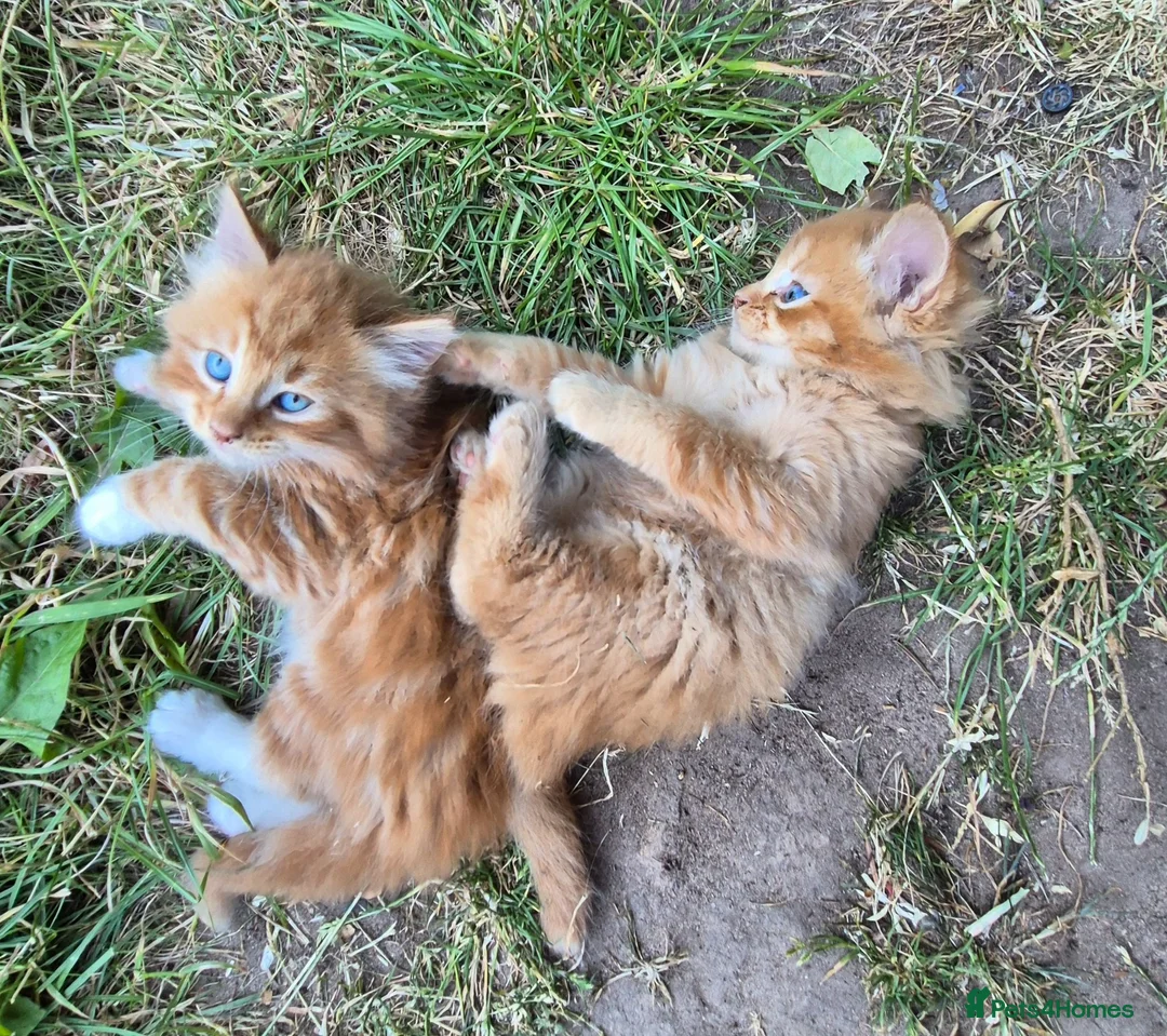 Mixed Breed cats for sale: Kittens Looking for Loving Homes - Advert 23