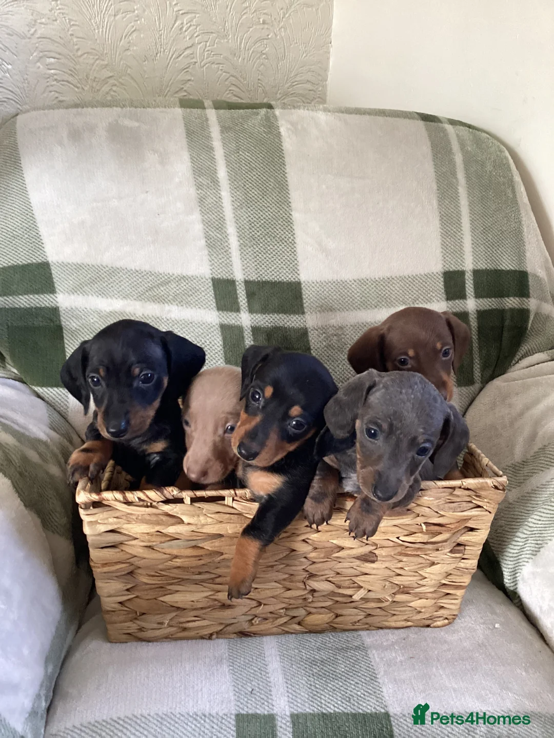 Miniature Dachshund dogs for sale: ⭐️ Miniature dachshund puppies ⭐️ - Advert 2