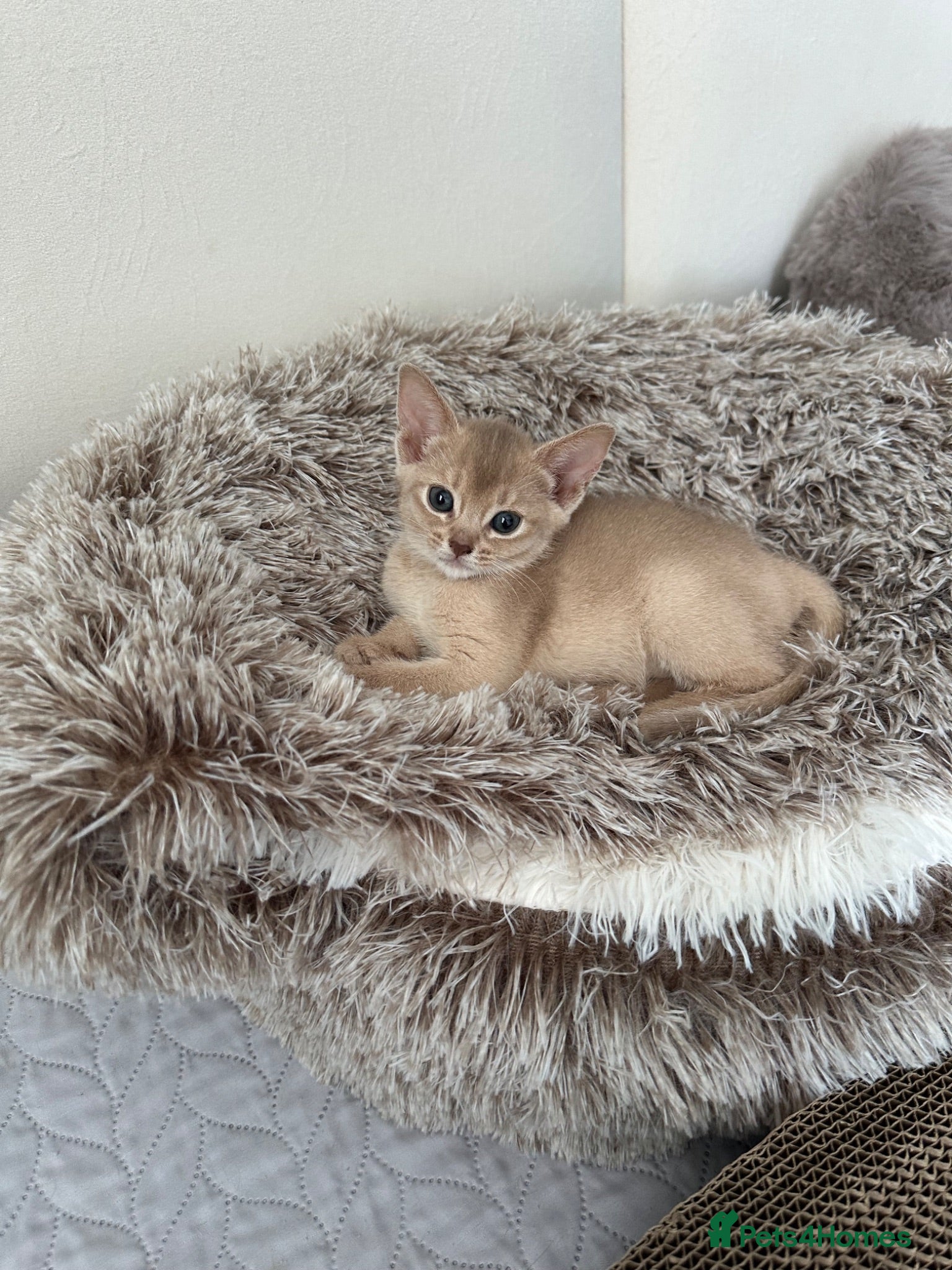 Abyssinian cats Abyssinian kittens  - Advert 2