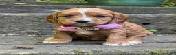 Cavapoo dogs for sale: Cavapoos From Extensively Health Tested Parents - Advert 4