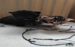 Mixed Breed cats for sale: Marble Bengal cross  - Image 11