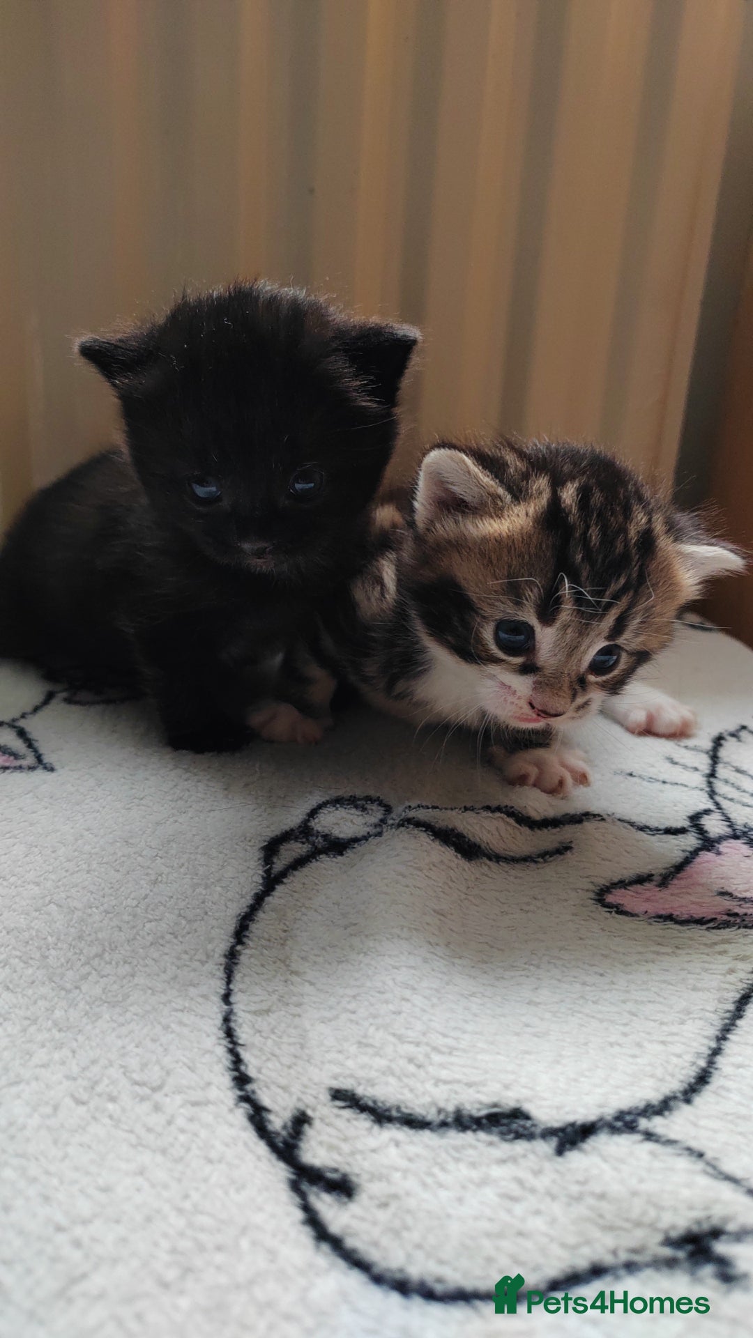 Mixed Breed cats for sale: Marble Bengal cross  - Image 11