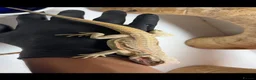 Bearded Dragon reptiles for sale: Hypo bearded dragon  in Croydon - Advert 2