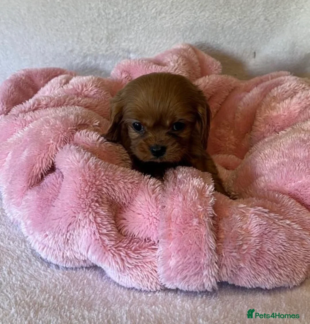 Cavalier King Charles Spaniel dogs for sale: Cavalier king Charles puppies  - Advert 3
