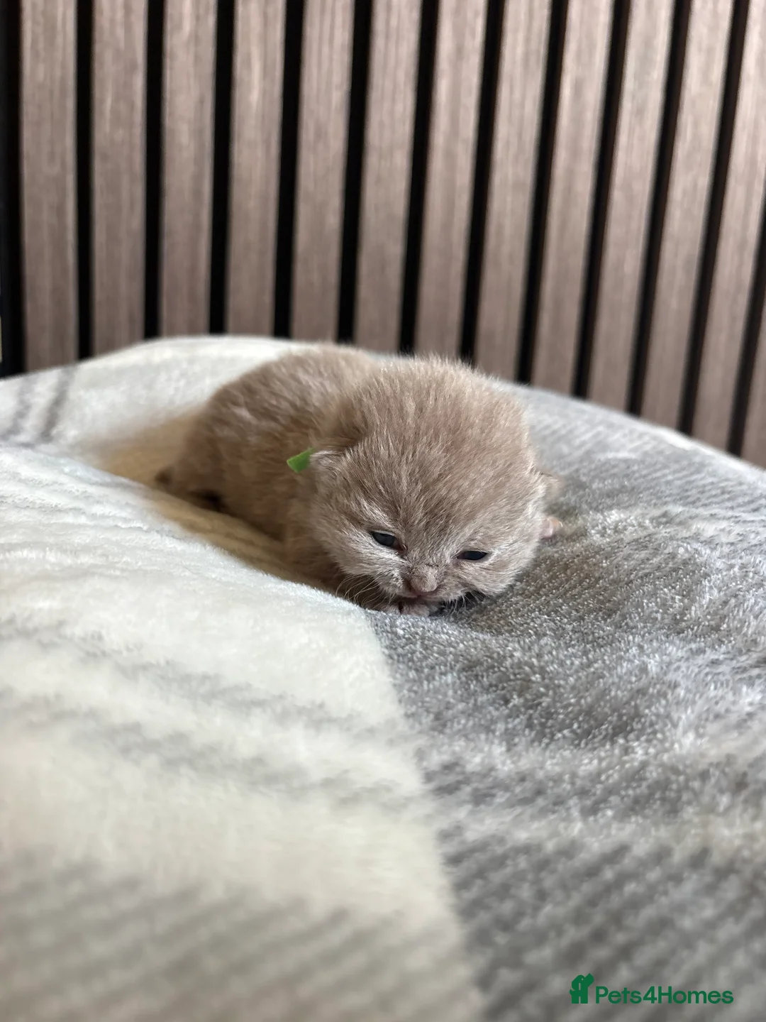 British Shorthair cats for sale: Stunning British Shorthair Kittens -  Ready in May in Holywell - Advert 2