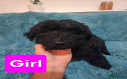 Labradoodle dogs for sale: READY NOW: Labradoodle pups (only black ones left) - Image 7