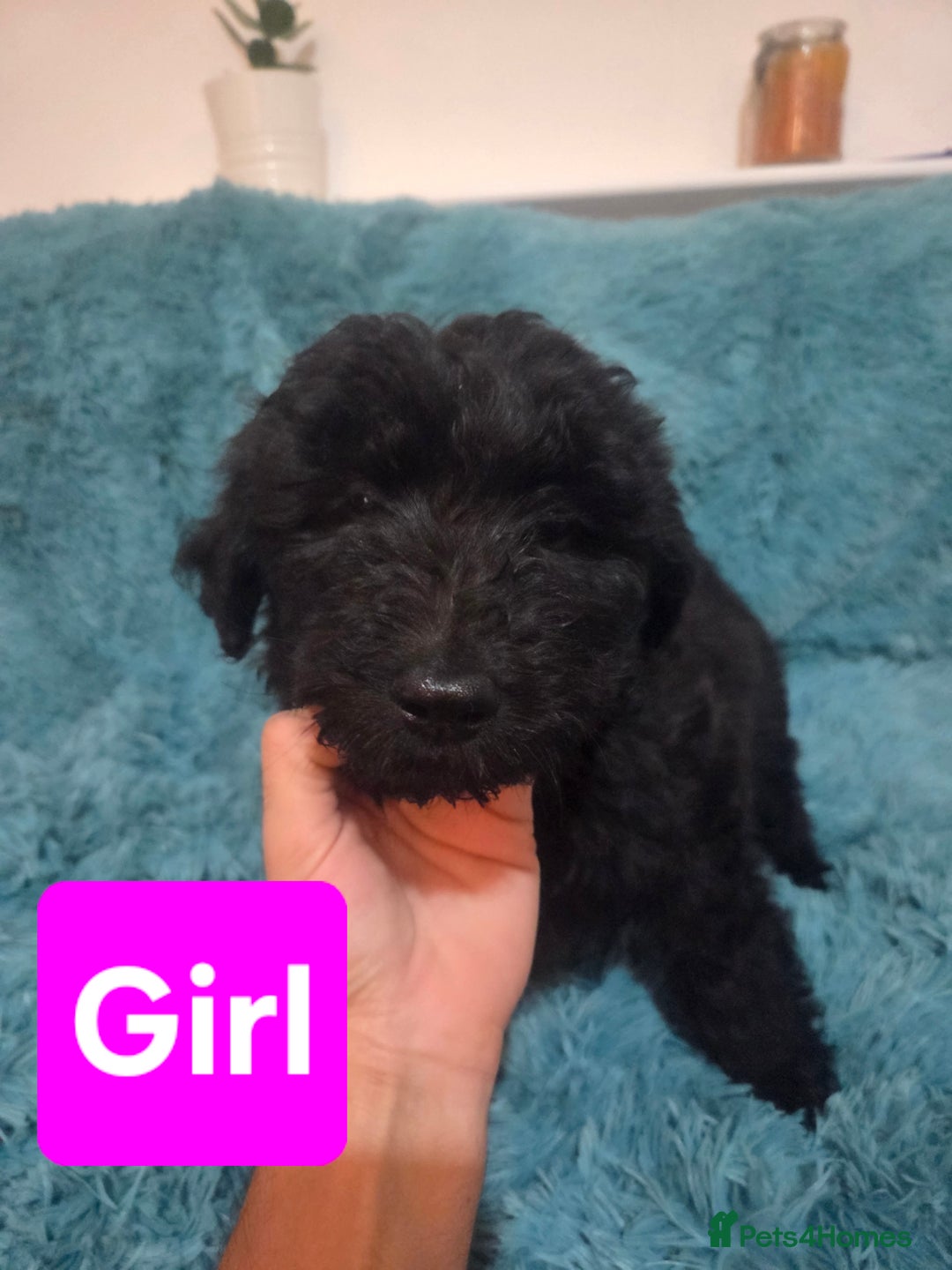 Labradoodle dogs for sale: READY NOW: Labradoodle pups (only black ones left) - Image 7