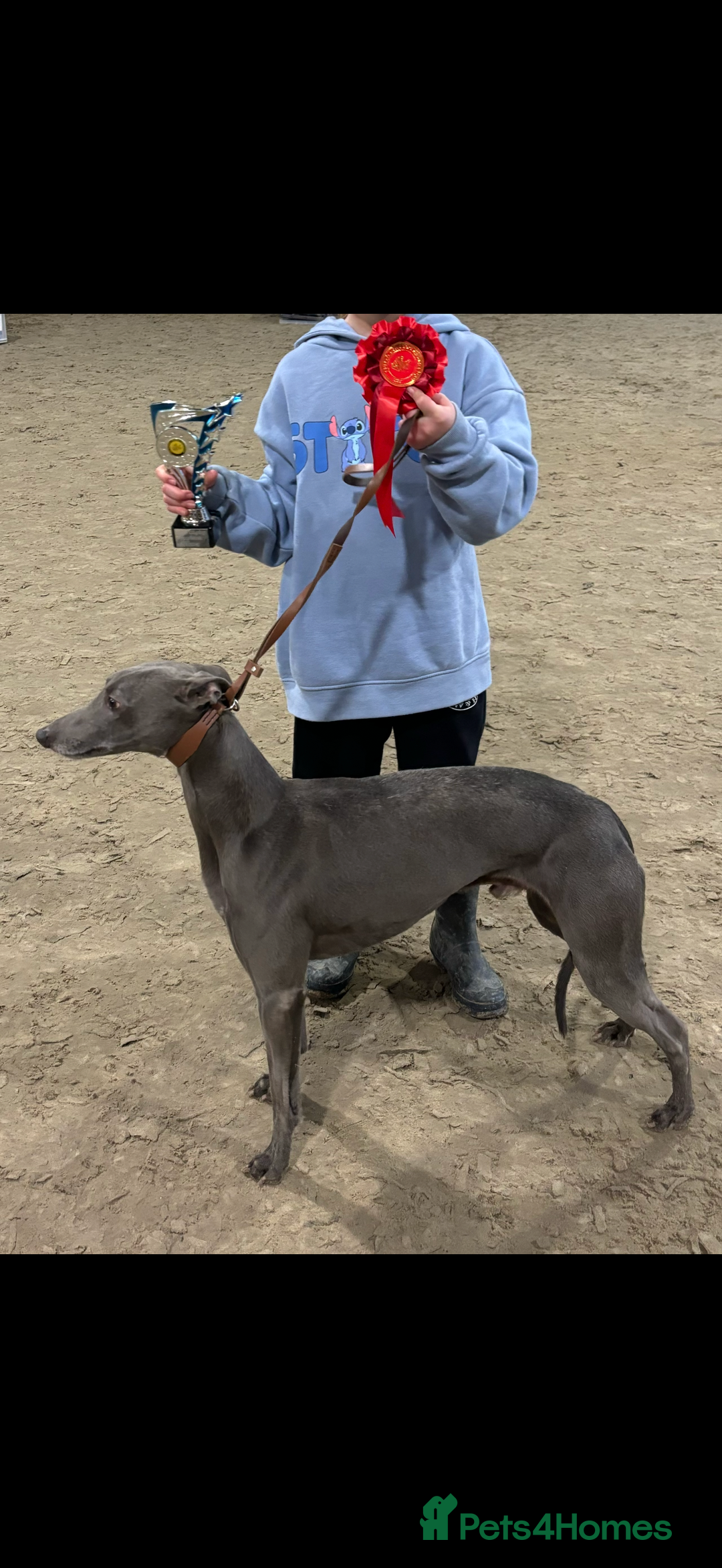 Mixed Breed dogs for sale: Italian Greyhound x Whippet - “Wiggies”  - Advert 19