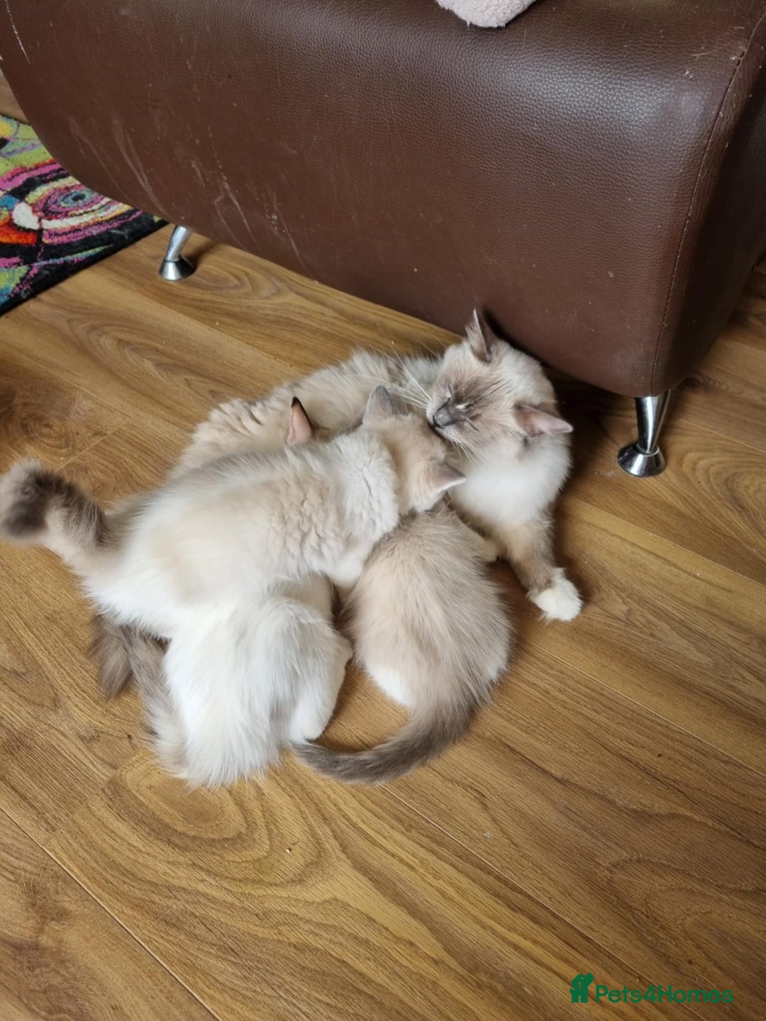 Ragdoll cats for sale: Ragdoll girls  - Advert 4