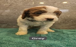 Irish Doodle dogs for sale: Irish red and white doodle puppies  - Image 3