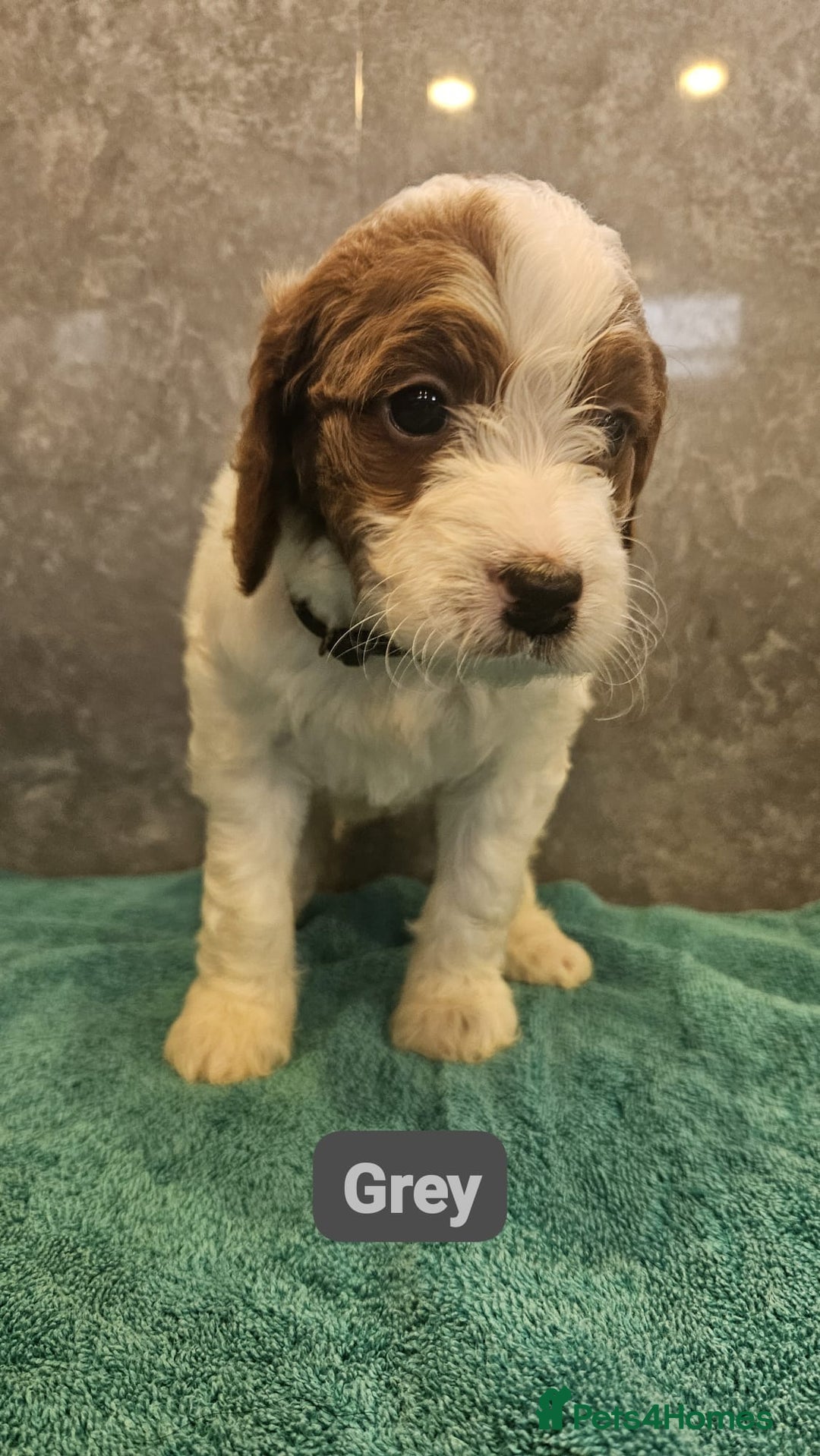 Irish Doodle dogs for sale: Irish red and white doodle puppies  - Image 3