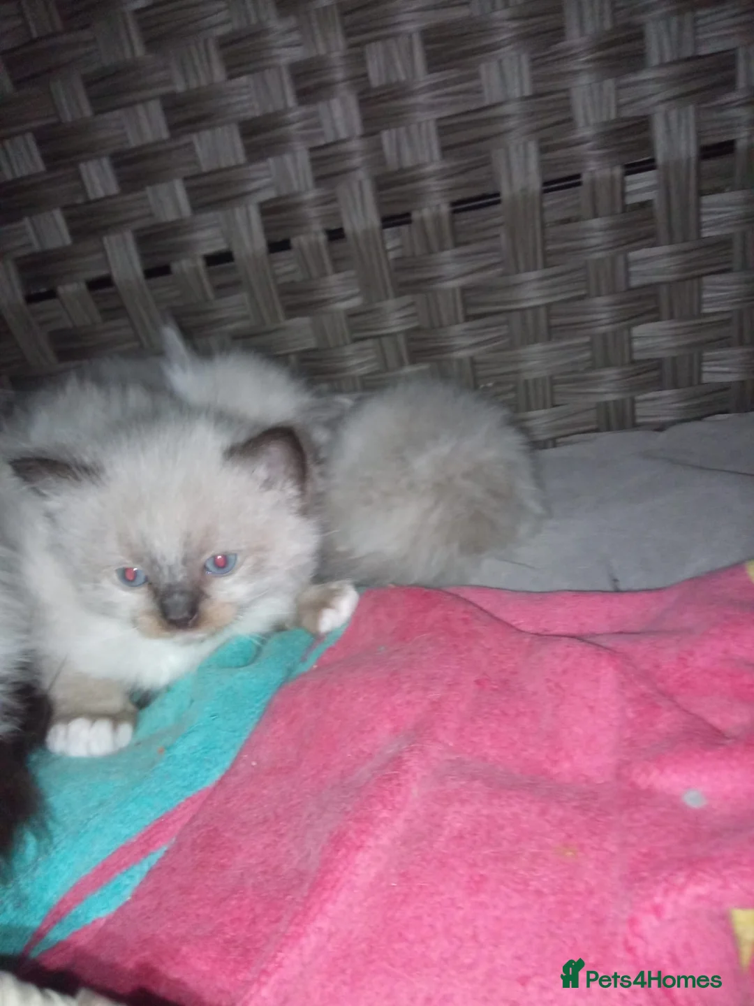 Ragdoll cats for sale: Ragdoll Kittens For Sale  - Advert 1