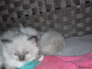 Ragdoll cats Ragdoll Kittens For Sale - Advert 1