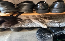 British Shorthair cats for sale: Gorgeous fluffy kittens for sale half bengal  - Image 8