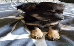 Chihuahua dogs for sale: Gorgeous Chihuahua puppies, ready now. - Image 3