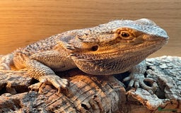Bearded Dragon reptiles for sale: Bearded dragon and full set up - Image 10