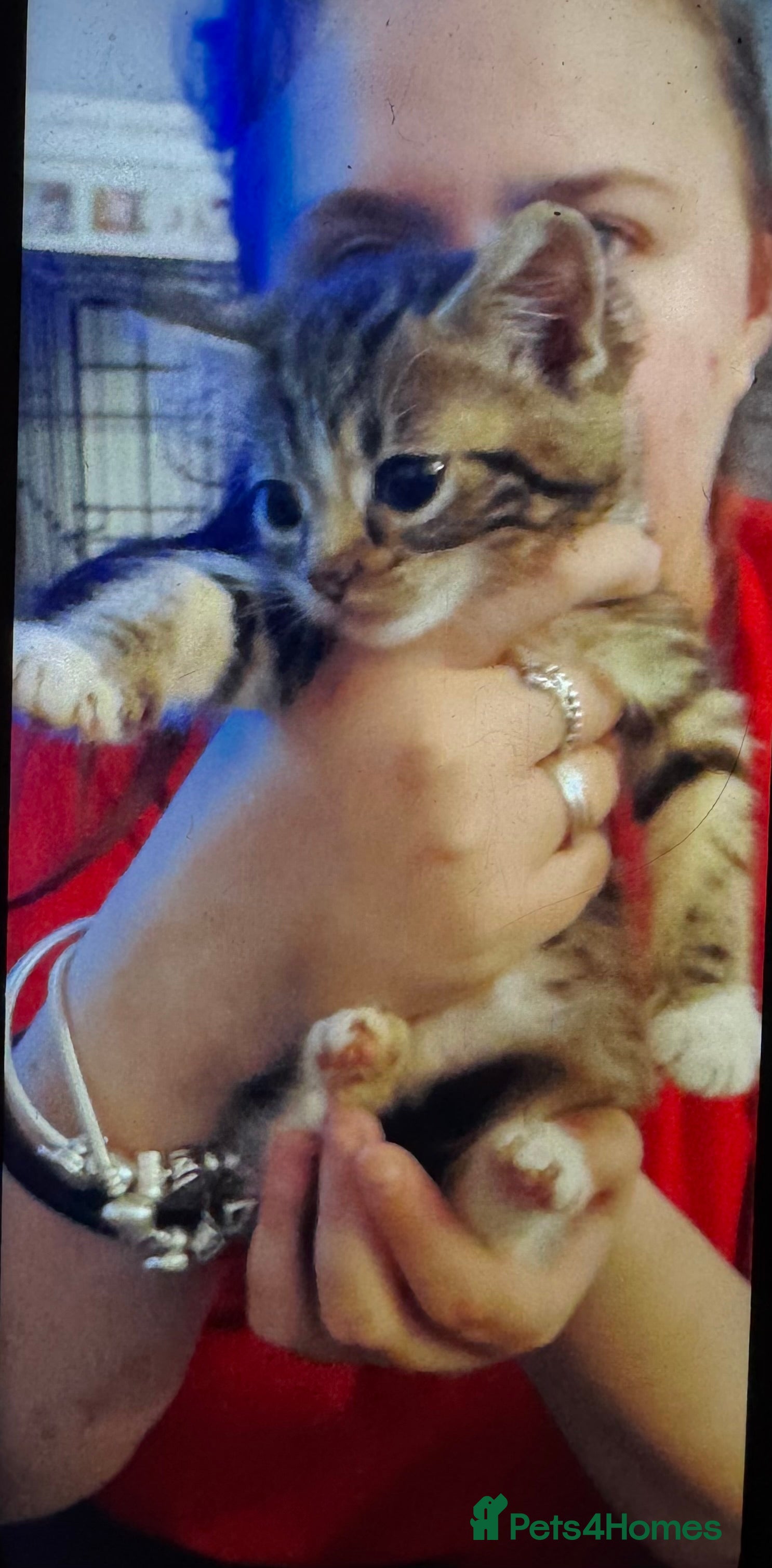 Mixed Breed cats Kittens for sale - Advert 2