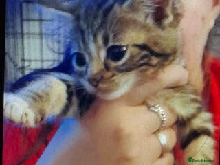 Mixed Breed cats Kittens for sale - Advert 1