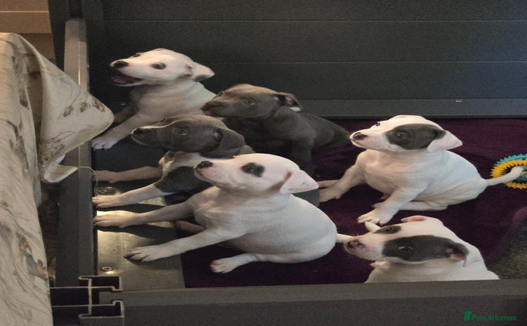 Staffordshire Bull Terrier dogs - Advert 1