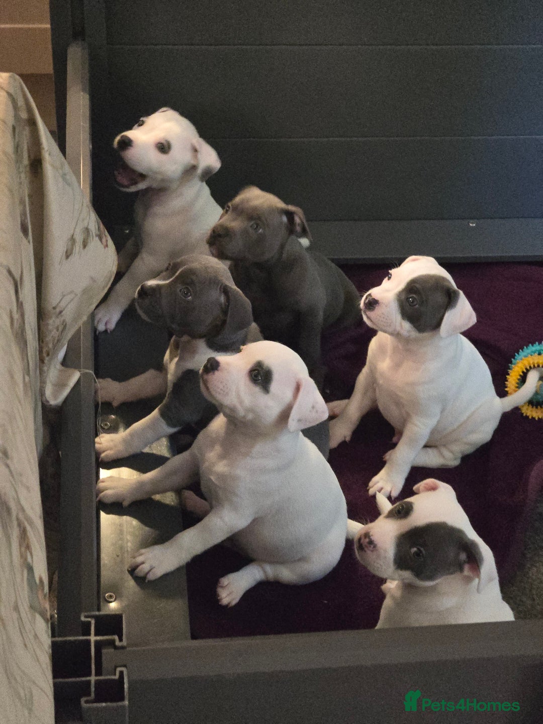 Staffordshire Bull Terrier dogs for sale: VERY RARE TOP QUALITY WHITE BLUE PIED STAFFORD BOY - Image 1