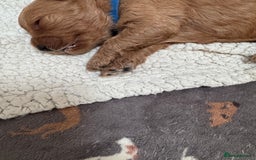 Cockapoo dogs for sale: Adorable cockapoo puppies for sale  - Image 18