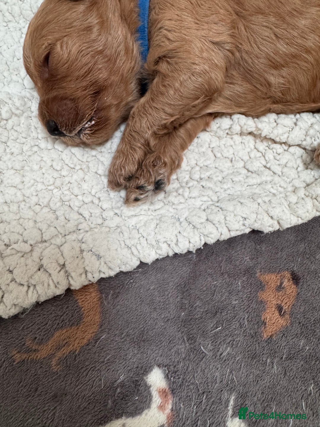 Cockapoo dogs for sale: Adorable cockapoo puppies for sale  - Image 18