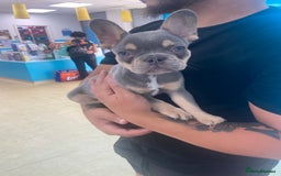 French Bulldog dogs for sale: Lilac and tan flight carrier male  - Image 1